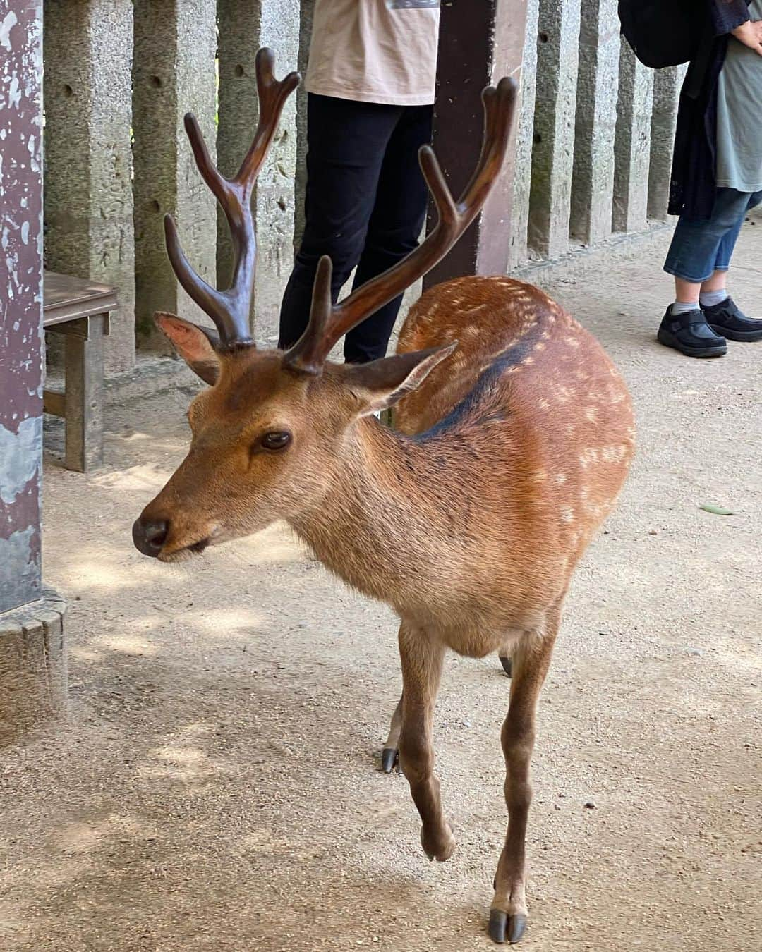 藤原あずささんのインスタグラム写真 - (藤原あずさInstagram)「. 甥っ子初宮島⛩️🦌🍁✨  #宮島 #宮島観光 #宮島グルメ  #牡蠣 #🦪 #あなごめし #まめたぬき  #レモンスカッシュ #シカ  #宮島水族館 #くらげ #アシカ #🦭」6月26日 19時09分 - fujiwara_azusa510