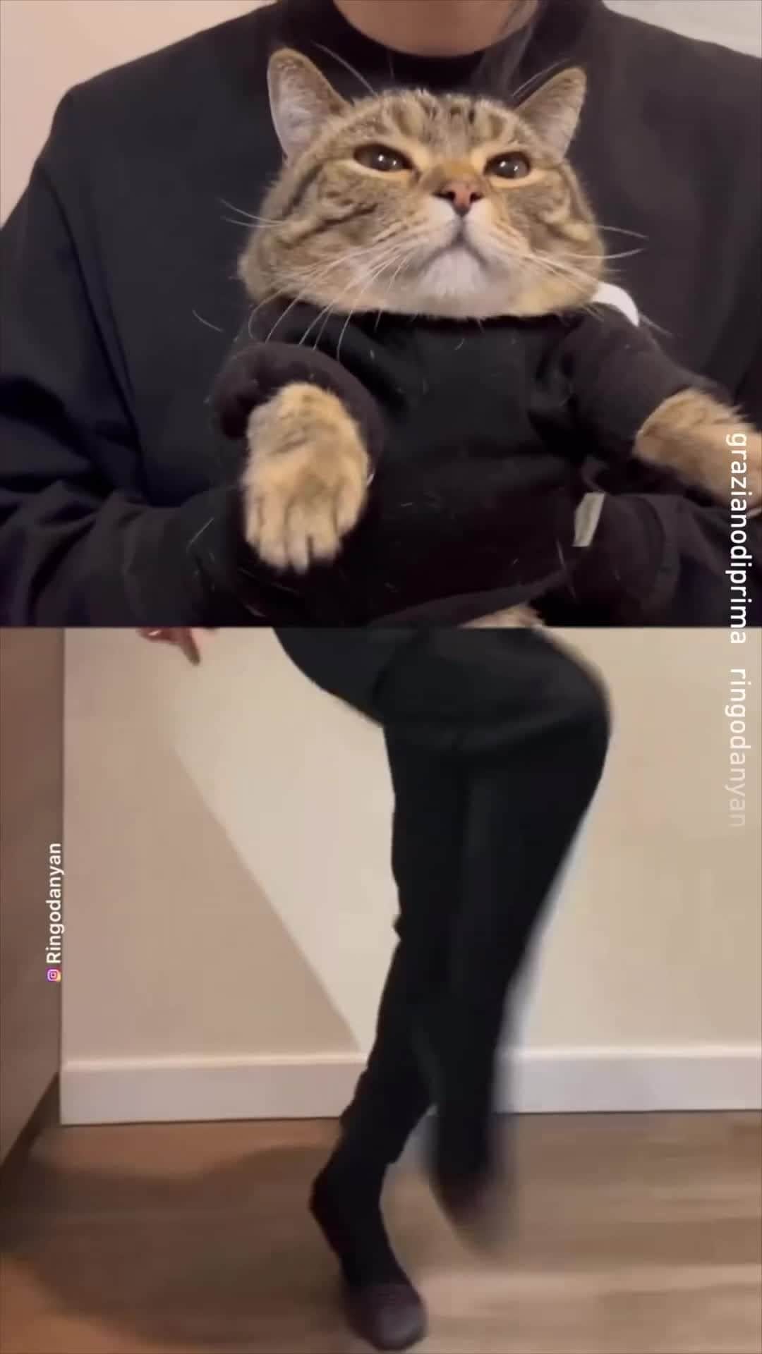 のインスタグラム：「📹 @grazianodiprima @ringodanyan want your body movin' left, right, left, right  - #dancingcat #catdance #9gag」