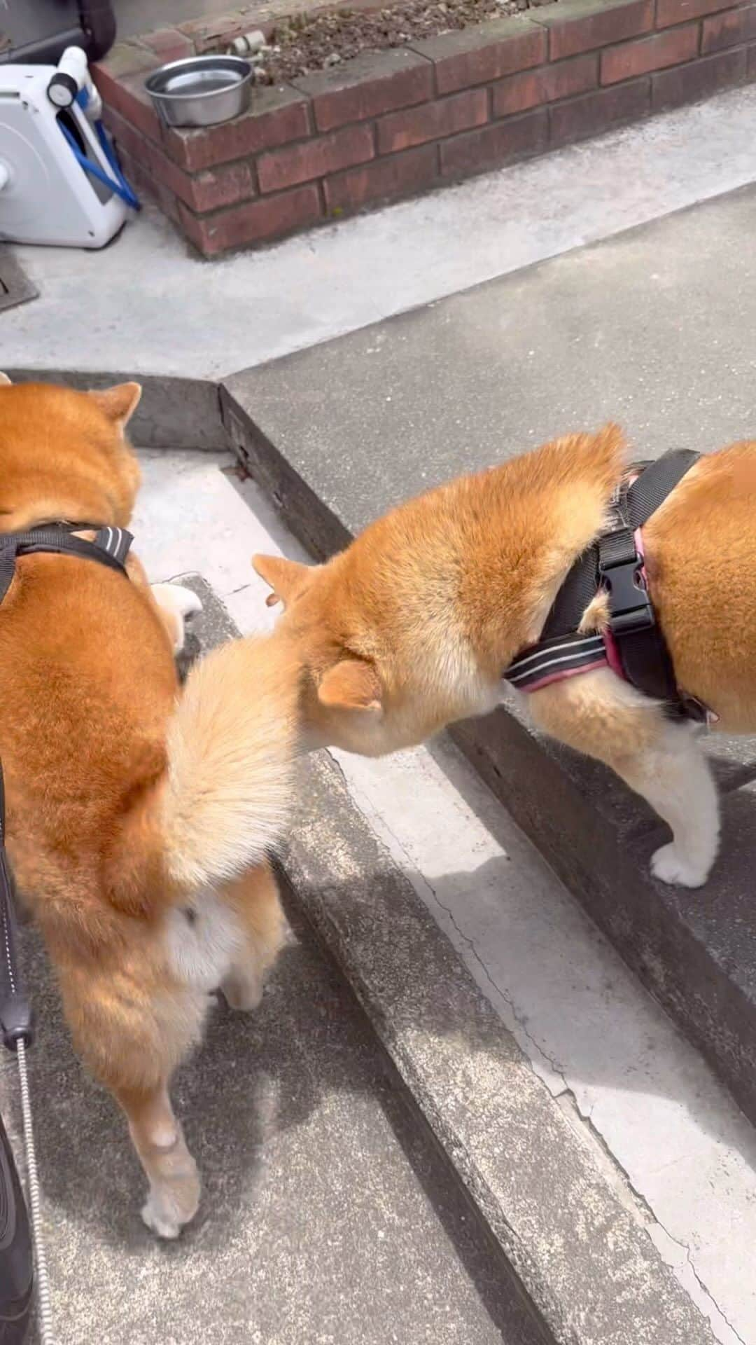 shibainu berryのインスタグラム：「Muku likes the smell of the Berry🦊💕🐻😂 最近タイミング悪くなかなか撮れてなかったけど、むくみのおやじクンクンは相変わらず毎日です😂 実家、大阪のマンション、エレベーター内、雨の日、ガレージでも、グランピングでも、毎日クンクン😂💕 主にお尻やけど、耳と口もクンクン好き！ ちなみにおかんもおやじの耳と口はほぼ毎日クンクンしてます😂(おかんはむくみにもクンクンしたいけど、嫌がってあまりクンクンさせてくれない😓顔そむけられる😓) おやじはクンクンされることは日常なので全く普通😅 #加齢臭 #病みつき #大好き #変態 #犬の脾臓腫瘍 #犬の腫瘍摘出手術 #僧帽弁閉鎖不全症 #僧帽弁閉鎖不全症の犬 #僧帽弁閉鎖不全症手術済 #僧帽弁閉鎖不全症克服 #柴犬 #柴 #べりやん #べりむく #多頭飼い #徳島 #berry #shiba #shibainu  #shibainumania #ぷにっと部 #口角キュキュッと部 #チーム俺様 →部員絶賛募集中 #shiba_snap #proudshibas #instagramjapan #ふわもこ部 #pecoいぬ部 #pecotv #9gag @9gag @barked」