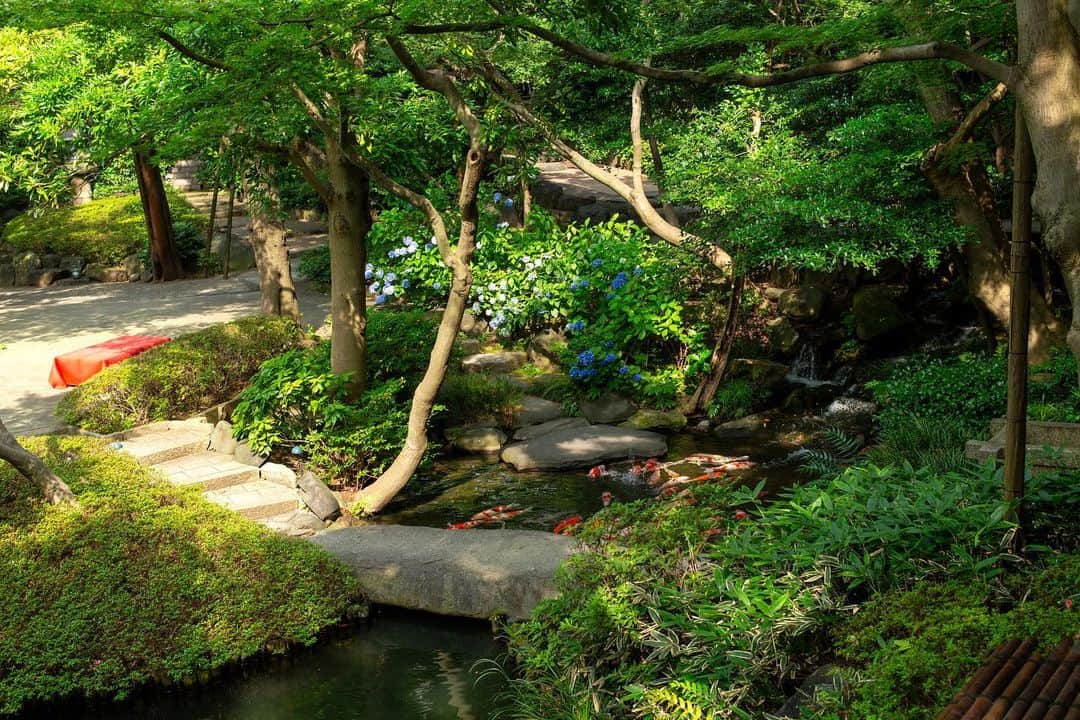 八芳園さんのインスタグラム写真 - (八芳園Instagram)「穏やかな晴れ間が広がる午後の日本庭園。 夏が深まるにつれて、草木が青々と茂っていきます。  梅雨の期間の晴れ間のことは「五月晴れ」というそう。  「五月晴れ」の「五月」は旧暦の５月を指すため、 もともとは梅雨の中休みのことを指す言葉でした。  五月晴れの柔らかな陽に包まれる日本庭園を、 ぜひ散策してみてください。  🍃🍃🍃  #八芳園 #結婚式場 #日本庭園 #紫陽花  #happoen #初夏を楽しむフォトコンテスト2023  #紫陽花 #flowerstagram #flower_daily #はなまっぷ #私の花の写真 #日本の四季  #二十四節気 #カメラ部 #写真好きな人と繋がりたい #東京カメラ部 #その瞬間に物語を #風景写真 #日本家屋  #japanesegarden #japan_of_insta #japaneseculture #jp_views #special_spot #tokyo #japan_daytime_view #ig_jp #japanoinsta #japantravel #tokyotrip」6月26日 19時24分 - happoen