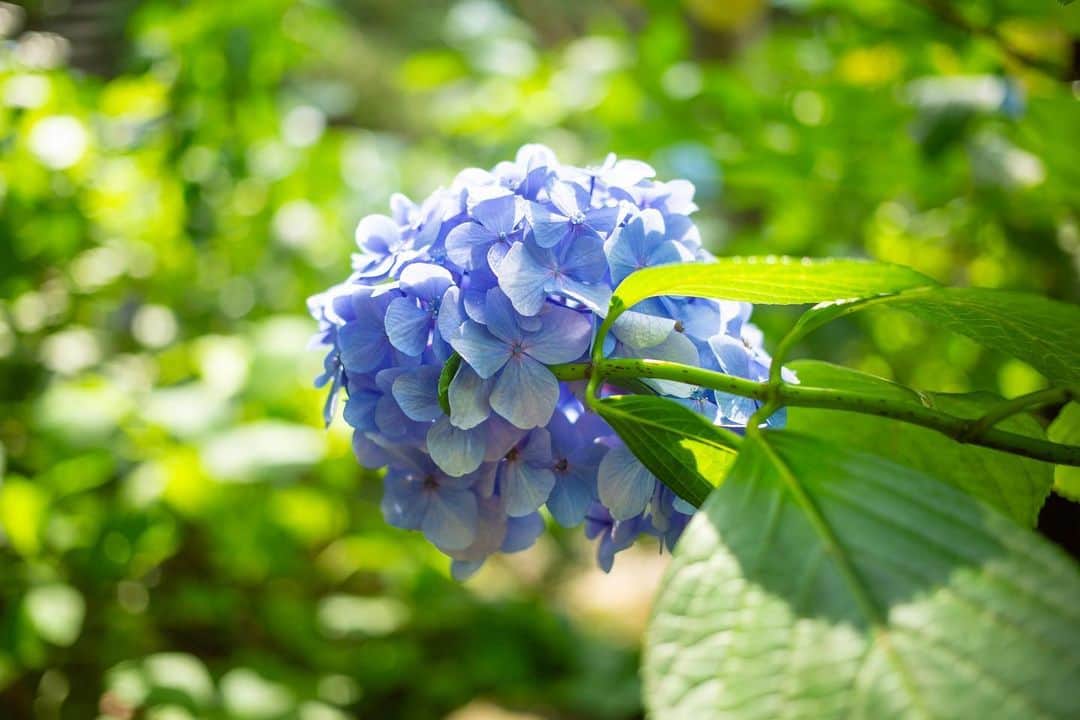八芳園さんのインスタグラム写真 - (八芳園Instagram)「穏やかな晴れ間が広がる午後の日本庭園。 夏が深まるにつれて、草木が青々と茂っていきます。  梅雨の期間の晴れ間のことは「五月晴れ」というそう。  「五月晴れ」の「五月」は旧暦の５月を指すため、 もともとは梅雨の中休みのことを指す言葉でした。  五月晴れの柔らかな陽に包まれる日本庭園を、 ぜひ散策してみてください。  🍃🍃🍃  #八芳園 #結婚式場 #日本庭園 #紫陽花  #happoen #初夏を楽しむフォトコンテスト2023  #紫陽花 #flowerstagram #flower_daily #はなまっぷ #私の花の写真 #日本の四季  #二十四節気 #カメラ部 #写真好きな人と繋がりたい #東京カメラ部 #その瞬間に物語を #風景写真 #日本家屋  #japanesegarden #japan_of_insta #japaneseculture #jp_views #special_spot #tokyo #japan_daytime_view #ig_jp #japanoinsta #japantravel #tokyotrip」6月26日 19時24分 - happoen