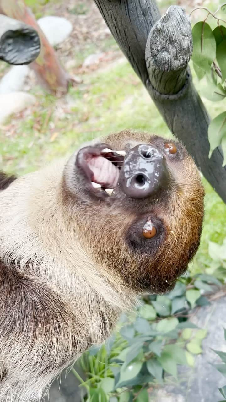 San Diego Zooのインスタグラム：「Snack and sniff 🦥  #Sloth #SnackBreak #SanDiegoZoo」