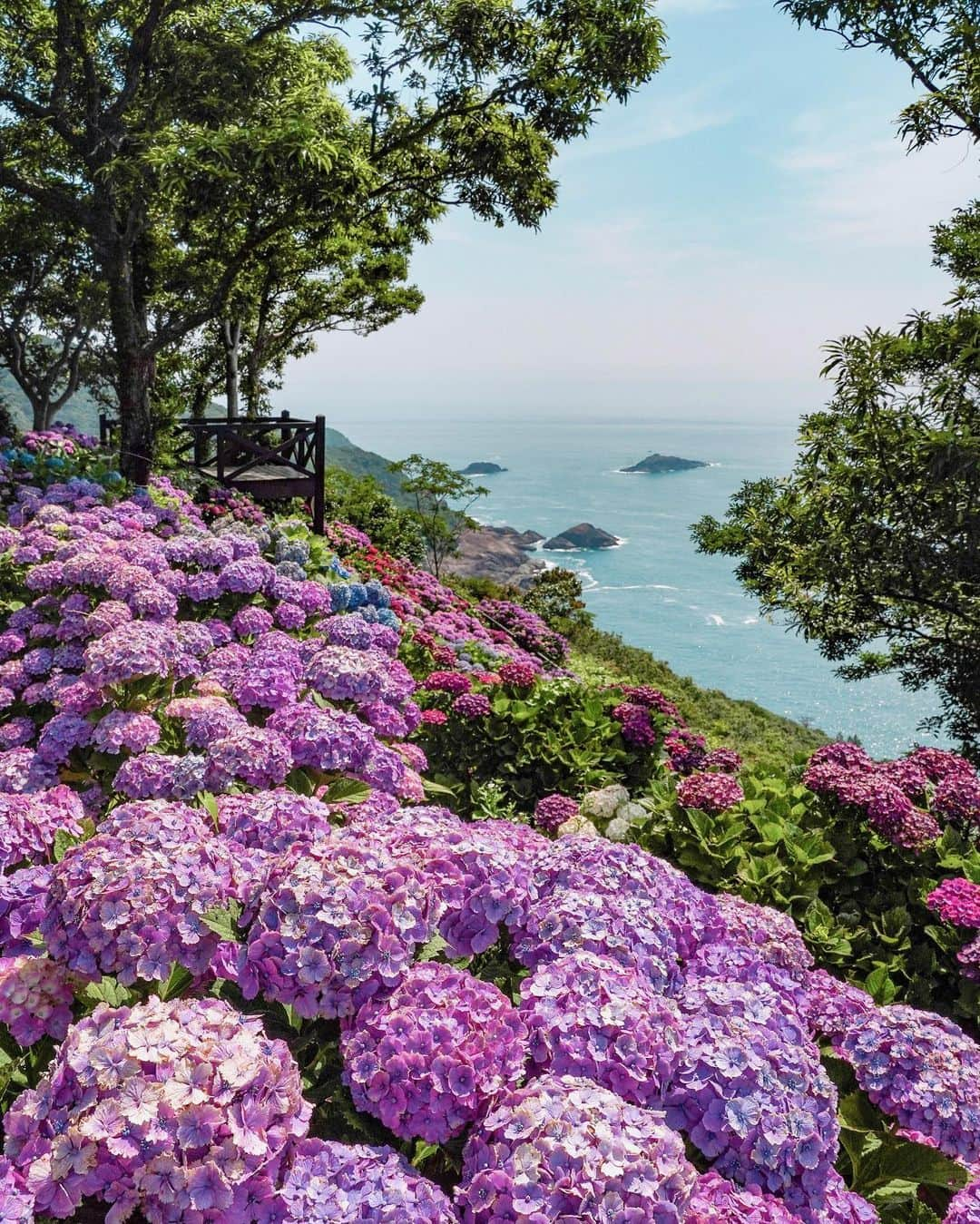 masayaさんのインスタグラム写真 - (masayaInstagram)「Hydrangea season is here! 🌺 In Cape Togenkyo, Miyazaki Prefecture, these beautiful flowers are in full bloom, coloring the field vibrantly. The blue of the sea and sky enhances the colorful flowers, creating a scene like a painting. Come and see this wonderful view. For more insights into the charms of Kyushu, please follow @welcomekyushu. #JapanTrip #JapanTravel #TravelKyushu #KyushuTrip #TCapeTogenkyo #Miyazaki #Hydrangea #BeautyOfKyushu」6月26日 21時12分 - moonlightice