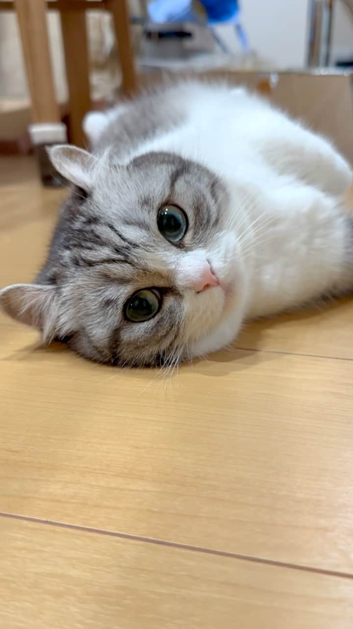 こむぎこまるのインスタグラム