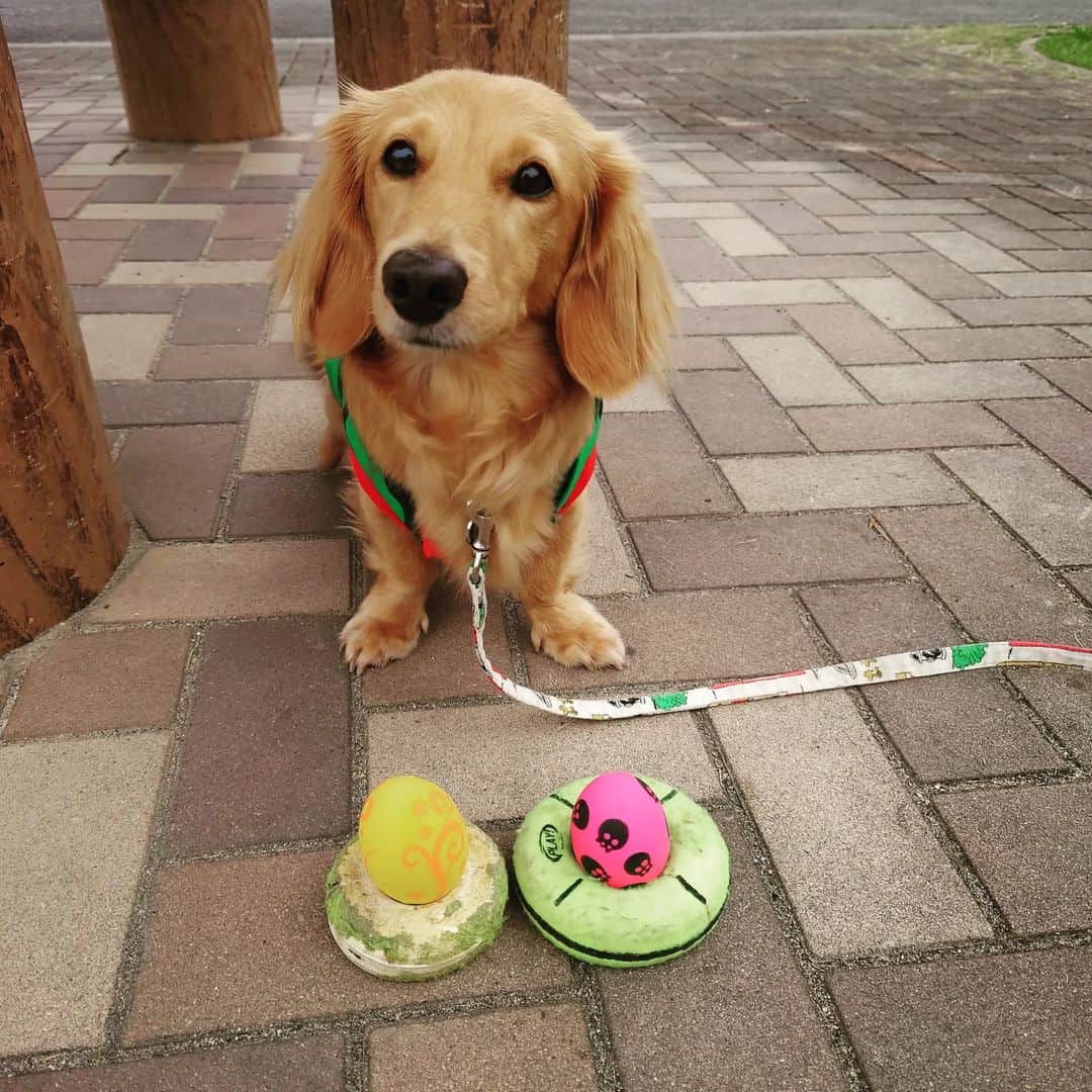 ピックさんのインスタグラム写真 - (ピックInstagram)「今日は、ピクDay🐶💨🐾 、 ３０分!限定、好きなおもちゃ選び 走り込み 、 やっぱり黄色選ぶよねー 、 ほんとに楽しそうでしょ🐶 、 スヤスヤ寝るお二人さん🐶🐶 、 #ダック部 #イッヌ #いぬバカ部 #pecoいぬ部 #peppyフォト部 #dachshundlove #doggy #dogstagram_japan #イヌスタグラム #いぬすたぐらむ #たんそく部 #いぬのいる暮らし #犬の居る生活 #miniaturedachshund #犬 #dog #todayswanko #pecoいぬ部 #わんわん小学校 #lovedogs #犬好きな人と繋がりたい」6月26日 21時28分 - pick09040904