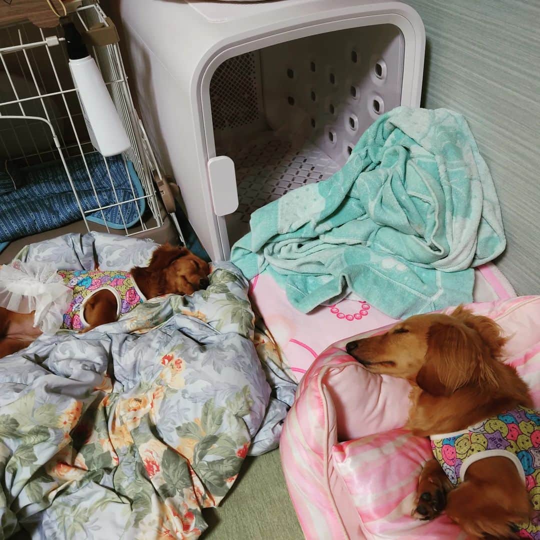 ピックさんのインスタグラム写真 - (ピックInstagram)「今日は、ピクDay🐶💨🐾 、 ３０分!限定、好きなおもちゃ選び 走り込み 、 やっぱり黄色選ぶよねー 、 ほんとに楽しそうでしょ🐶 、 スヤスヤ寝るお二人さん🐶🐶 、 #ダック部 #イッヌ #いぬバカ部 #pecoいぬ部 #peppyフォト部 #dachshundlove #doggy #dogstagram_japan #イヌスタグラム #いぬすたぐらむ #たんそく部 #いぬのいる暮らし #犬の居る生活 #miniaturedachshund #犬 #dog #todayswanko #pecoいぬ部 #わんわん小学校 #lovedogs #犬好きな人と繋がりたい」6月26日 21時28分 - pick09040904
