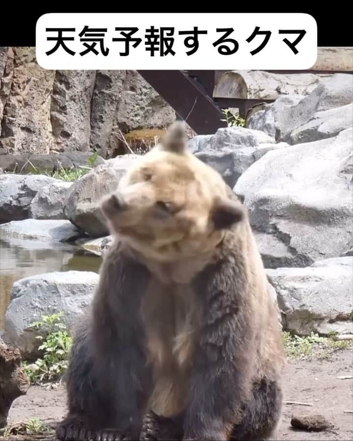 銘苅のインスタグラム：「#アニマルアテレコ #熊 #動物」