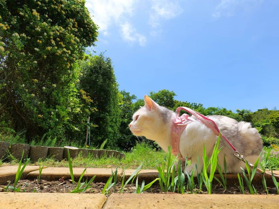 パステルキャットワールドのインスタグラム