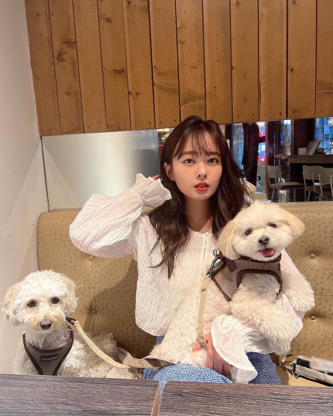 山田菜々のインスタグラム：「我が家の天使たち🥹♡ 今日はお仕事でゆきこまの話題になって、 みんなが動画見ながら可愛い可愛いと ほめてくれて幸せでした🥹🫶親バカ  ...こまちゃん真顔やめて🫨？笑 ゆきちは隣の人に愛想振りまいてます🥺🥂」