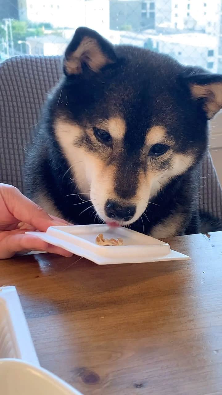吾子のインスタグラム：「・ ・ ・ Do you like natto❓🐶❤️ ・ 納豆大好物🐶❤️ ・ 最後にとっておきのスマイルでおかわり希望🐶❤️ ・ ・ ・ ・ ・ ・ ・ ・ ・ ・ #臭くてたまらん🐶❤️ #ネバネバ大好き❤ #sapporo  ・ 北海道の柴犬 #柴北会 の皆ワン🐶暑い日は水いっぱい飲もう〜🐶✨ ・ #adorable #instadog#shibainu#dog#柴犬ライフ #instashiba#柴犬マニア #9gag #barked #kuroshiba#socute #cutedog#いぬのきもち #黒柴 #dogstagram_japan」