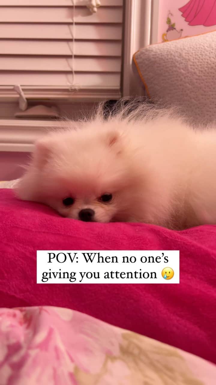 Mochi the Orkyehのインスタグラム：「When no one’s giving you attention… 🥲」