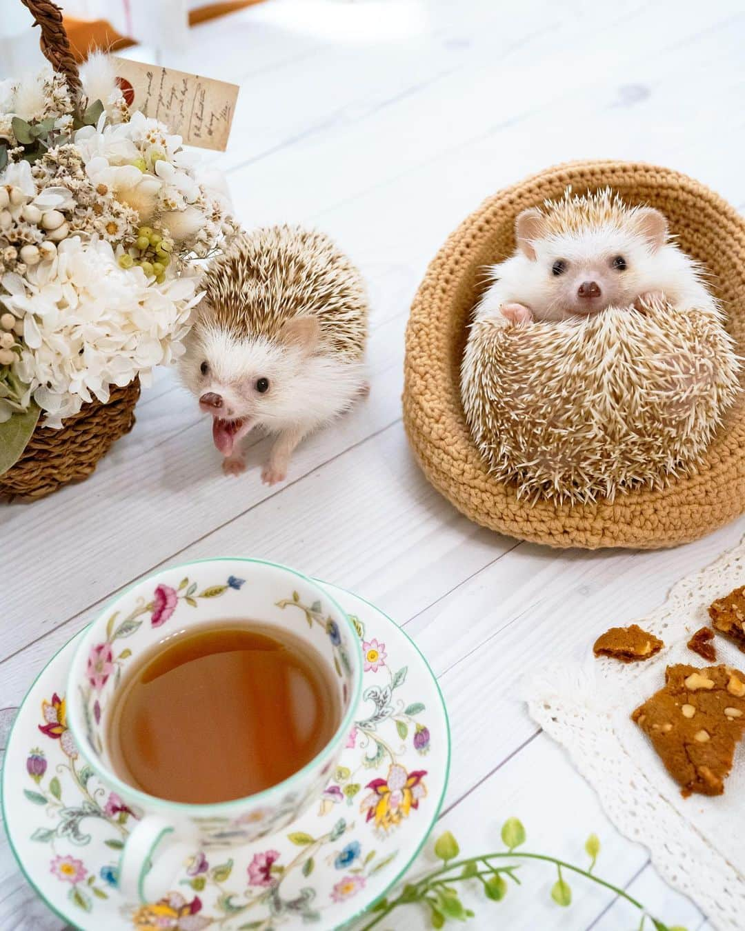 ダーシーさんのインスタグラム写真 - (ダーシーInstagram)「Welcome to the hedgehog tea party🦔🦔🫖✨  こあらとあおちゃんのティータイム🦔🦔🫖✨ お泊まり先の @ayabribrick さんちで、記念撮影してきました😊 ふたりともモデルさんお上手😍👏 久しぶりのハリちゃん撮影、楽しかったなぁ〜✨  2枚目は、可愛い女の子といるのに隣であくびしちゃうこあら🥱 フラれちゃうよ〜😵💦  #hedgehog#hedgie#cuteanimals#sigmaart#flyinghedgehogs#ハリネズミ#はりねずみ#igel#hérisson#riccio#erizo#고슴도치#刺猬」6月26日 22時33分 - darcytheflyinghedgehog