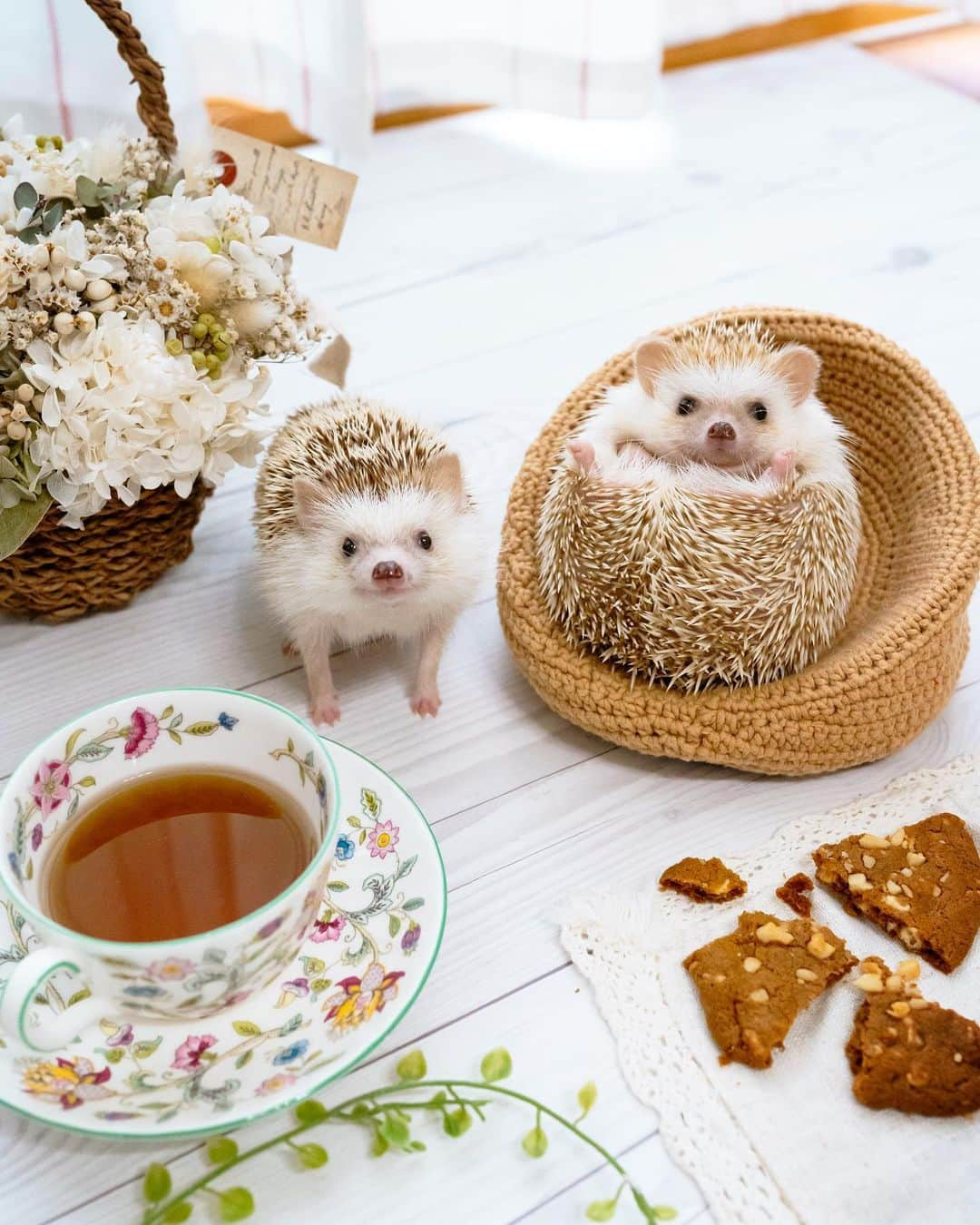 ダーシーのインスタグラム：「Welcome to the hedgehog tea party🦔🦔🫖✨  こあらとあおちゃんのティータイム🦔🦔🫖✨ お泊まり先の @ayabribrick さんちで、記念撮影してきました😊 ふたりともモデルさんお上手😍👏 久しぶりのハリちゃん撮影、楽しかったなぁ〜✨  2枚目は、可愛い女の子といるのに隣であくびしちゃうこあら🥱 フラれちゃうよ〜😵💦  #hedgehog#hedgie#cuteanimals#sigmaart#flyinghedgehogs#ハリネズミ#はりねずみ#igel#hérisson#riccio#erizo#고슴도치#刺猬」