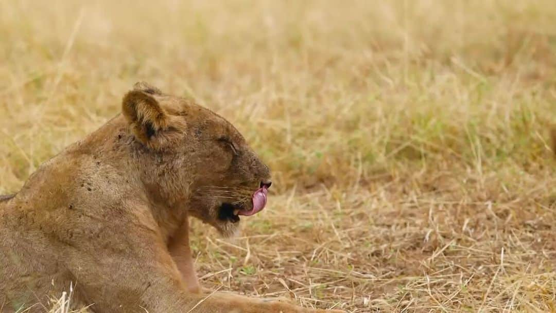 Kevin Richardson LionWhisperer のインスタグラム