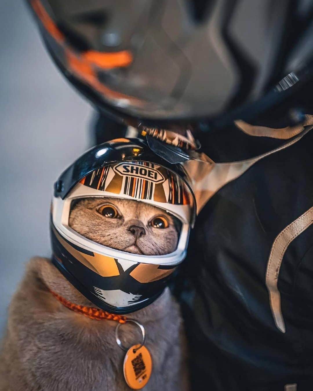 Cute Pets Dogs Catsさんのインスタグラム写真 - (Cute Pets Dogs CatsInstagram)「Those eyes 🥺  If you like it pls support with ❤️  Credit: beautiful lishiyin_ (tt) Check them out ☺️  ** For all crediting issues and removals pls 𝐄𝐦𝐚𝐢𝐥 𝐮𝐬 ☺️  𝐍𝐨𝐭𝐞: we don’t own this video/pics, all rights go to their respective owners. If owner is not provided, tagged (meaning we couldn’t find who is the owner), 𝐩𝐥𝐬 𝐄𝐦𝐚𝐢𝐥 𝐮𝐬 with 𝐬𝐮𝐛𝐣𝐞𝐜𝐭 “𝐂𝐫𝐞𝐝𝐢𝐭 𝐈𝐬𝐬𝐮𝐞𝐬” and 𝐨𝐰𝐧𝐞𝐫 𝐰𝐢𝐥𝐥 𝐛𝐞 𝐭𝐚𝐠𝐠𝐞𝐝 𝐬𝐡𝐨𝐫𝐭𝐥𝐲 𝐚𝐟𝐭𝐞𝐫.  We have been building this community for over 6 years, but 𝐞𝐯𝐞𝐫𝐲 𝐫𝐞𝐩𝐨𝐫𝐭 𝐜𝐨𝐮𝐥𝐝 𝐠𝐞𝐭 𝐨𝐮𝐫 𝐩𝐚𝐠𝐞 𝐝𝐞𝐥𝐞𝐭𝐞𝐝, pls email us first. **」6月26日 22時43分 - dailycatclub