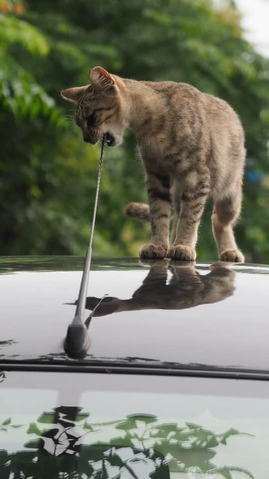 路地裏のにゃん吉のインスタグラム：「猫の国からの使者  CAMERA ︰OMD-EM1mark Ⅱ LENZ︰M.ZUIKO DIGITAL ED 12-100mm F4.0 IS PRO   #のらねこ部 りん  #om_system_jp #om写真投稿 #japancamera_official #猫部#nekoclub#แมว#icu_japan #igersjp#猫 #にゃんすたぐらむ#ig_catsclub #cats# #catsofinstagram #gatto#catloversclub#bnw_catalonia  #東京カメラ部#icu_japan#cute #catstagram#広がり同盟 #bestcatclub #gallery_legit #写真を止めるな#love_bestjapan #lovers_nippon  #team_jp #고양이#にゃんすたぐらむ #art_of_japan #instacat」