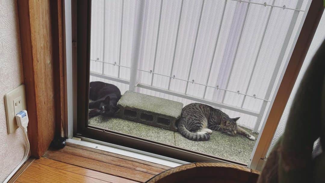 さんのインスタグラム写真 - (Instagram)「日々ベランダへ来てくれる猫ちゃんたち。ペット飼ってないのにもはや飼ってるような気分。猫好きな私からしたらたまらない。猫飼いたいという夢をまさかこんな形で叶えることになるとは(笑)  #猫 #猫のいる暮らし #猫好きさんと繋がりたい  #cat」6月26日 22時49分 - fujimoriai