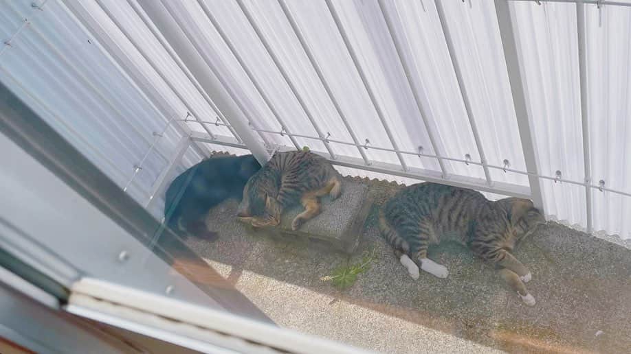 さんのインスタグラム写真 - (Instagram)「日々ベランダへ来てくれる猫ちゃんたち。ペット飼ってないのにもはや飼ってるような気分。猫好きな私からしたらたまらない。猫飼いたいという夢をまさかこんな形で叶えることになるとは(笑)  #猫 #猫のいる暮らし #猫好きさんと繋がりたい  #cat」6月26日 22時49分 - fujimoriai