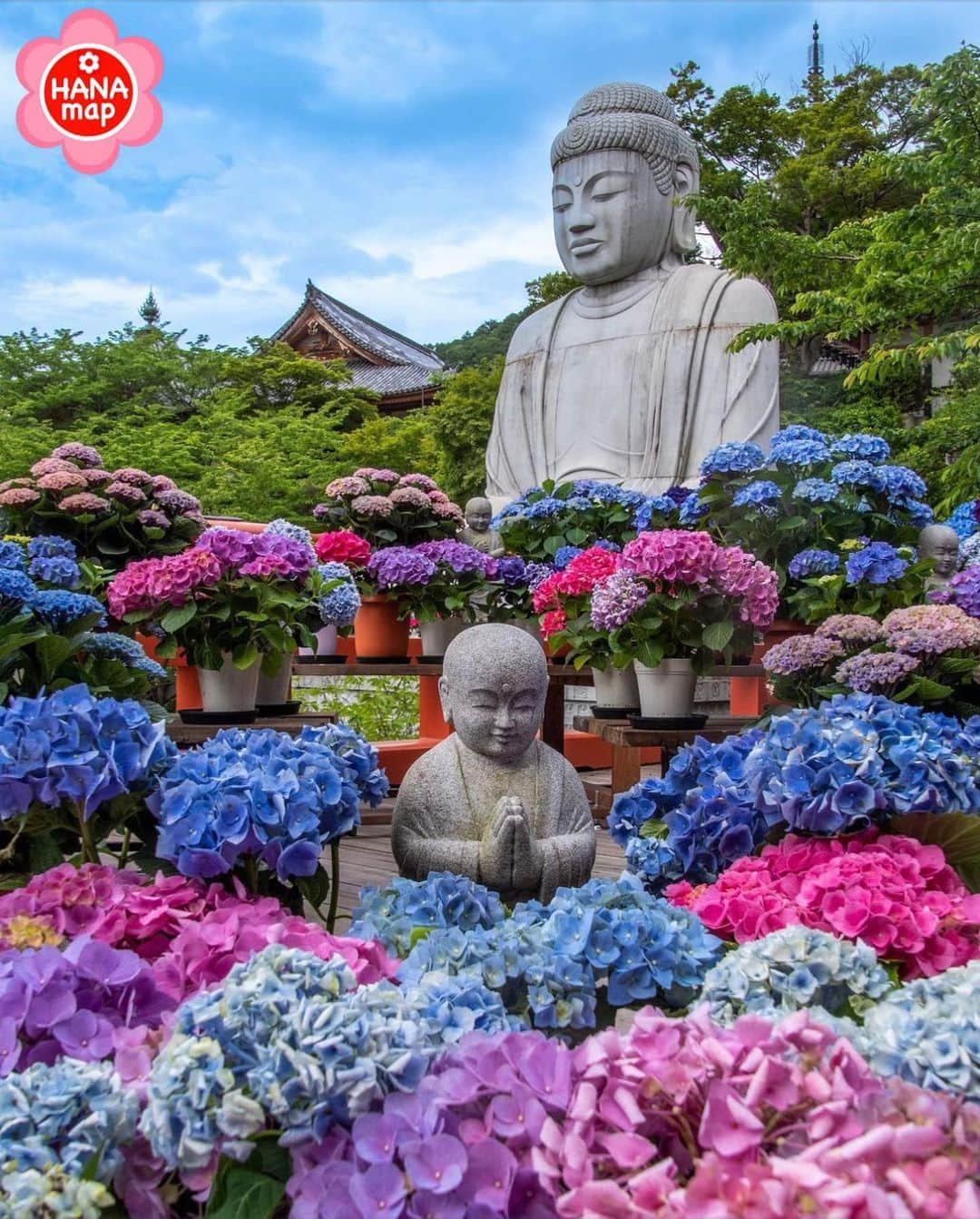 はなまっぷ❁日本の花風景のインスタグラム：「🌸はなまっぷ🌸 * @mintimu さんの 花のある風景に花まるを💮 * 鮮やかな紫陽花に囲まれた心和む大仏さまをありがとうございます😊🌸 * #奈良　#壷阪寺 Tsubosakadera Temple, Nara Pref. * 紫陽花の花言葉 家族だんらん * #はなまっぷ #日本の美しい花風景#花のある風景#花#花言葉 #あじさい#壷阪山#奈良#高取町#梅雨#紫陽花#アジサイ#寺 * いつも素敵なお花をありがとうございます😊 ※見頃が過ぎている花、終わっている花もご紹介させていただいています。 * 🌸••••••お知らせ••••••🌸 * 花風景検索サイト　はなまっぷ https://hanamap.com 🔍「はなまっぷ」または @hanamap プロフィール欄から ぜひご覧ください * 📖🌸📖🌸📖🌸📖🌸📖 四季の花々を訪ねていきたい にっぽんの花地図 好評発売中📘 📖🌸📖🌸📖🌸📖🌸📖」