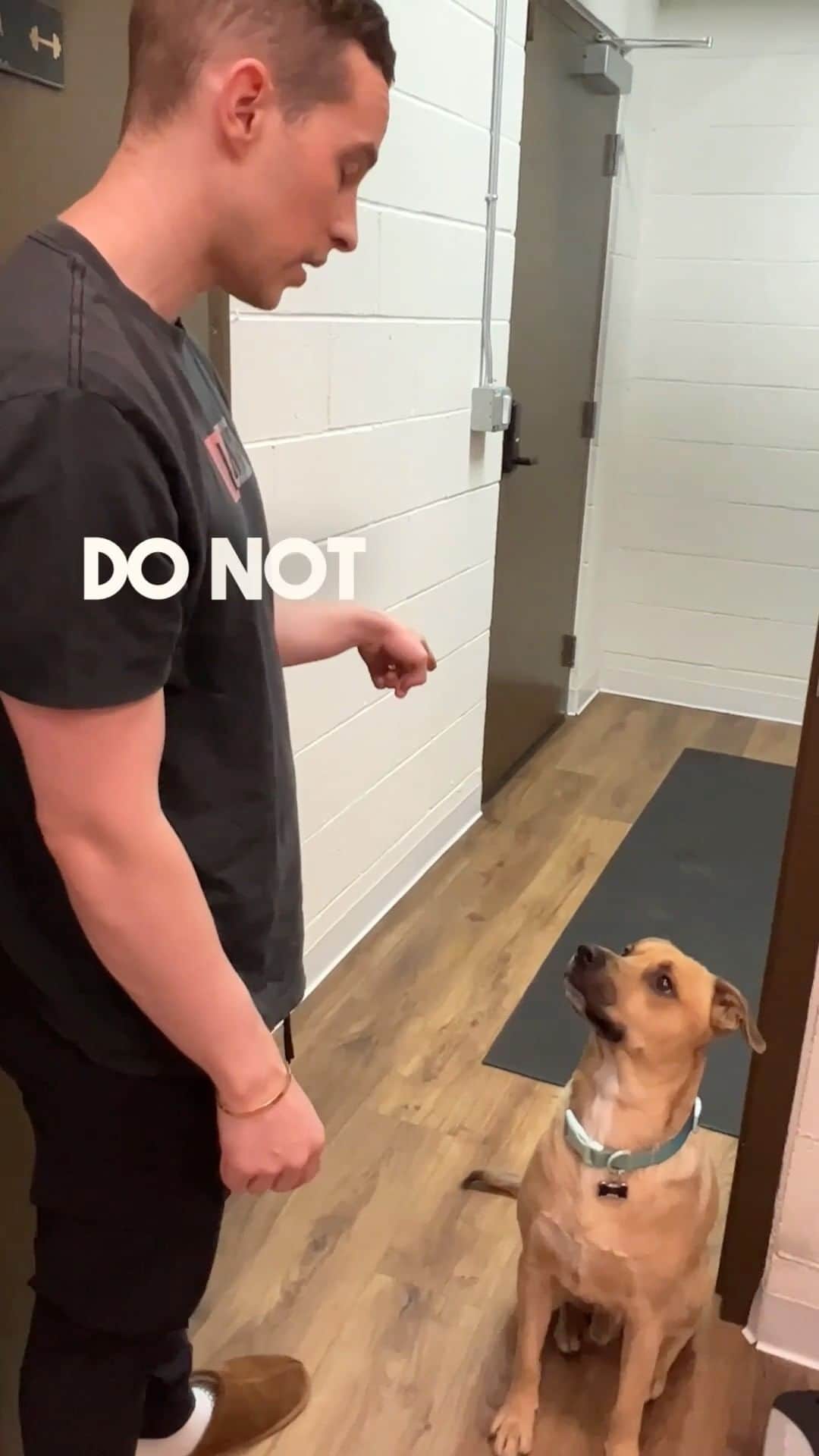 アダム・リッポンのインスタグラム：「🐶🐶🐶」