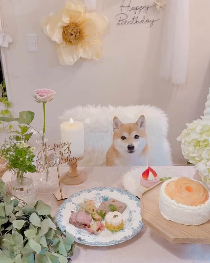 豆柴にこちゃんのインスタグラム：「🐶🎂 にこバースデーディナー。  にこは食べ方が優しい😆 お口が小さくて全然食べられず、 ペロペロ舐めるだけだから 全部こっぱみじんにカットして 二匹で完食‼️  お誕生日コメント、 お返事できてなくてごめんなさい🙏 大事に読ませていただき、 ほっこりさせていただきました😚  #柴犬#豆柴#mameshiba #shibastagram#japanphoto#shibainu#犬#shibainumania#犬のいる暮らし#shiba_snap#shibainupuppy#多頭飼い#dog#いぬすたぐらむ#puppy#dogstagram#instadog #doglover#pecoいぬ部#pecotv#いぬのきもち部#狗#子犬#barked#9gag#9gagpets#시바견」