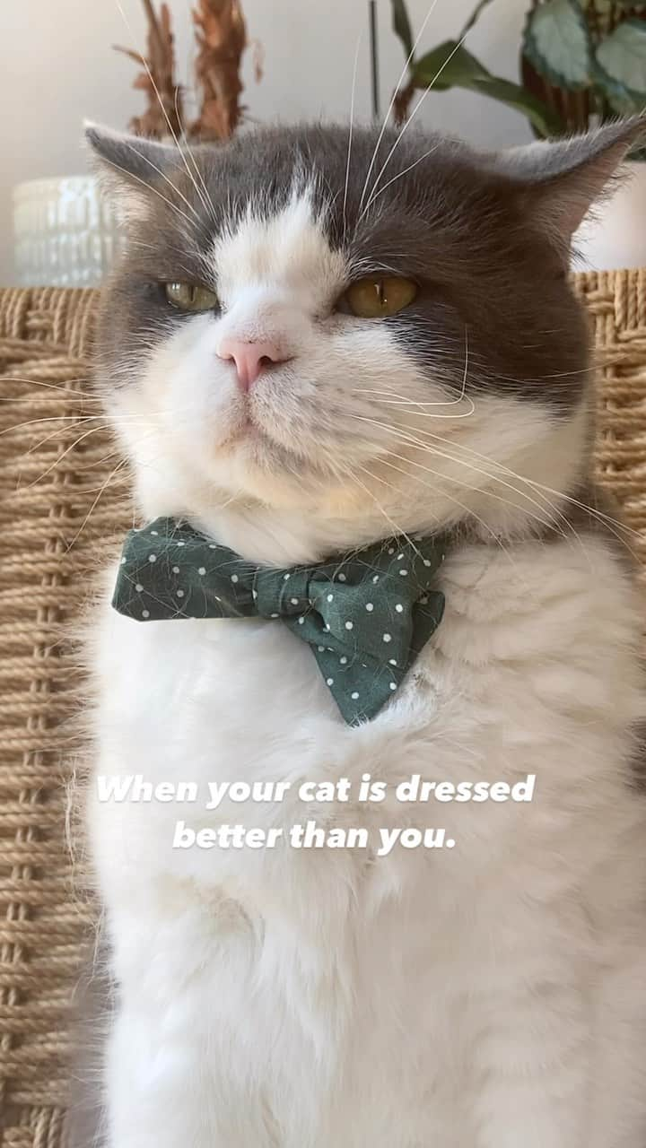 catinberlinのインスタグラム：「Judging 24/7. But he is right. 😹 catinberlin.com  #cat #cats #catinberlin #catsofinstagram #katze #catstagram #kitty #pets #petsofinstagram #bowtie #animals #cute #adorable #weeklyfluff #reels #reels #reelsinstagram #reelsvideo #lovecats #cuteanimals #funny」