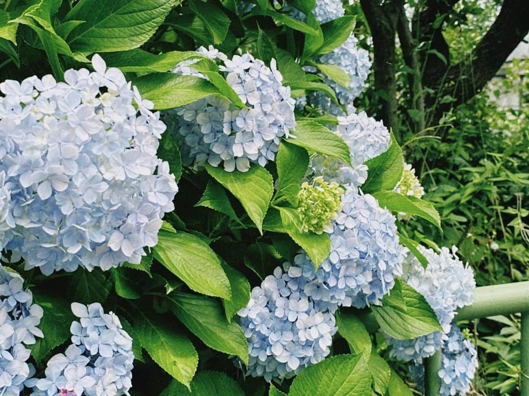 花柳のぞみさんのインスタグラム写真 - (花柳のぞみInstagram)「さいきん🍒☔️ 勉強したり行きたい場所に行ったり会いたい人に会ったり、絶賛"自分推し大実験"中💭」6月26日 23時51分 - nozomihanayagi_