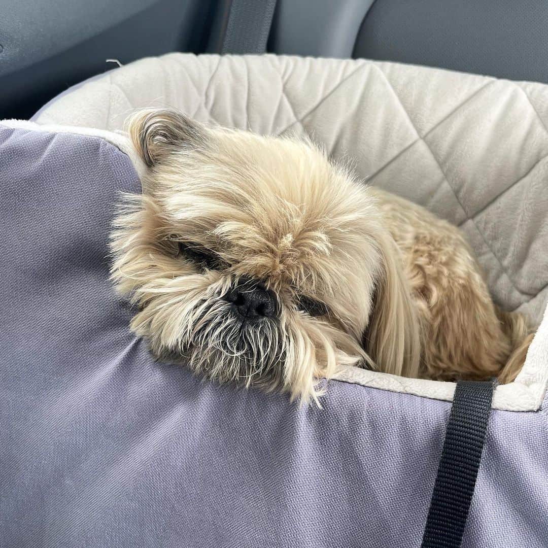 Dougie the Shih Tzuのインスタグラム：「Monday commute.」