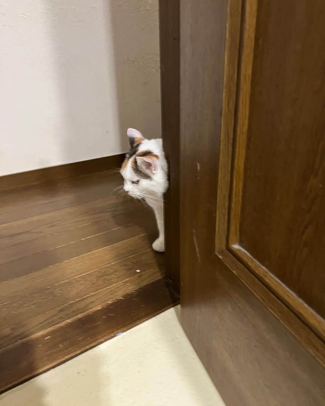 Kachimo Yoshimatsuさんのインスタグラム写真 - (Kachimo YoshimatsuInstagram)「壁にスリスリしないで、足にスリスリしてくれよ。  #うちの猫ら #猫 #mikeko #ねこ #ニャンスタグラム #にゃんすたぐらむ #ねこのきもち #cat #ネコ #catstagram #ネコ部 http://kachimo.exblog.jp」6月27日 2時07分 - kachimo