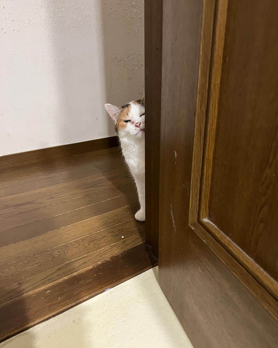 Kachimo Yoshimatsuのインスタグラム：「壁にスリスリしないで、足にスリスリしてくれよ。  #うちの猫ら #猫 #mikeko #ねこ #ニャンスタグラム #にゃんすたぐらむ #ねこのきもち #cat #ネコ #catstagram #ネコ部 http://kachimo.exblog.jp」