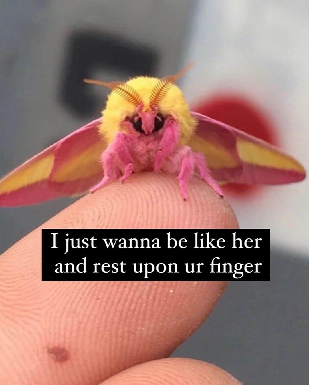 Acacia Brinleyさんのインスタグラム写真 - (Acacia BrinleyInstagram)「This photo of me is just a mask for my memes. Eat ‘em up, I know you’re hungry」6月27日 2時05分 - acaciakersey