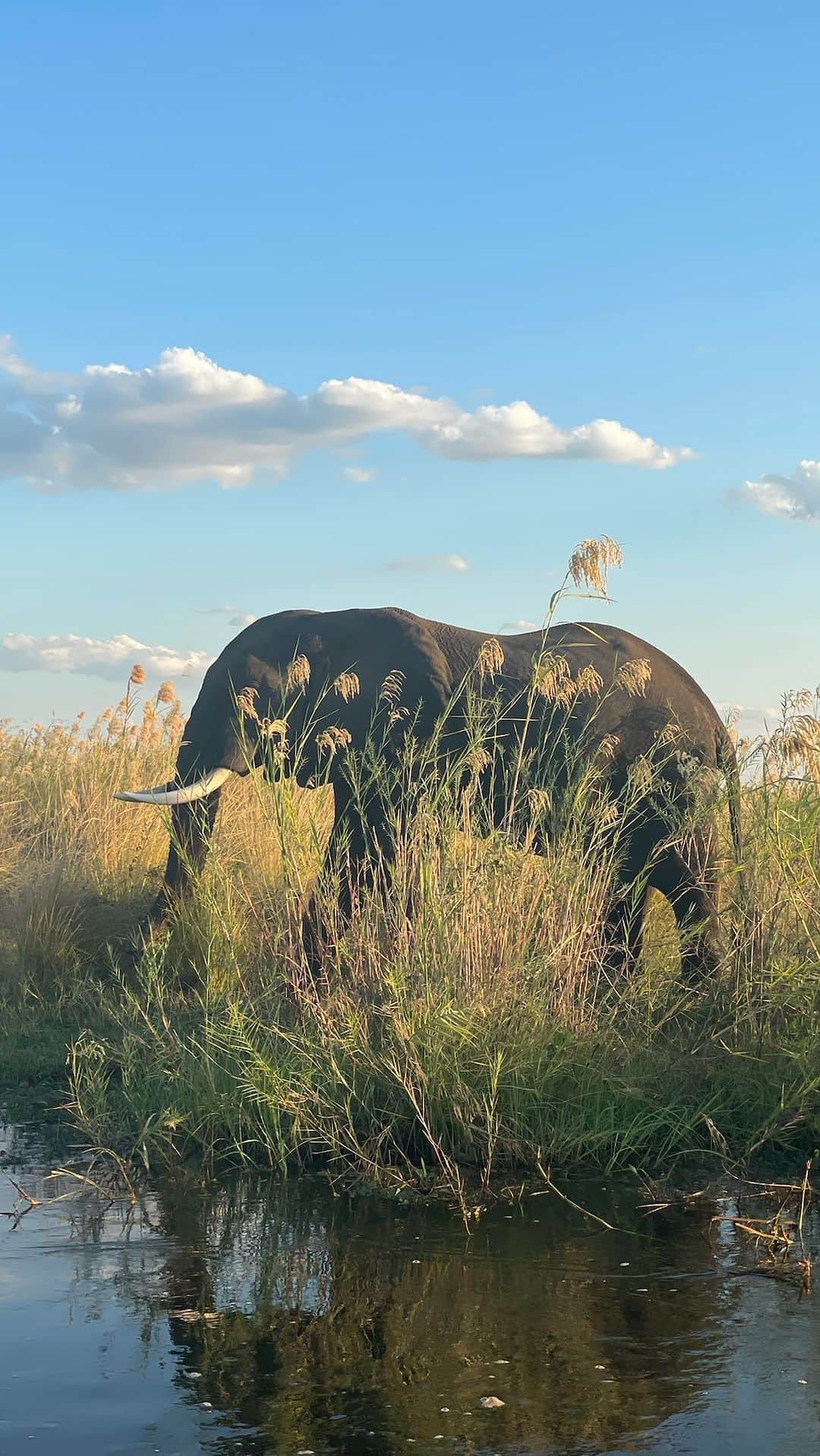 ケヴィン・マクキッドのインスタグラム：「A million thank you’s to everyone @chiawasafaris & @howelltalentrelations for the trip of a LIFETIME! Your hospitality, knowledge, heart and humor made our trip to the Lower Zambezi beyond our expectations. Our adventure was breathtaking, awe inspiring, humbling and uplifting, all because of you guys. Simon, Juliet, Nobby, Derrick, Eric and everyone else we met made us feel like family. We miss you and we will be back! Thank you! #chiawacamp, #lowerzambezi  #travelpartner」