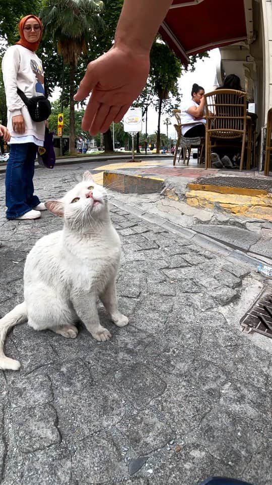 感動猫動画のインスタグラム：「今日はどのカフェ行こうかニャ #istanbul #トルコ #イスタンブール #猫 #感動猫動画」