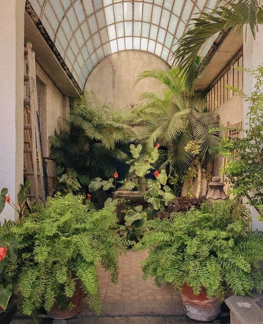 Meganさんのインスタグラム写真 - (MeganInstagram)「Fern favourites 🌿 via 〰️ @funciono  . . . . #ferns #greenhouse #garden #pots #greenthumb #palms #palmtrees」6月27日 3時28分 - zanzan_domus