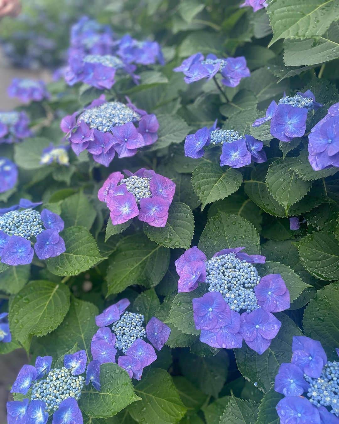 アリアナさくらさんのインスタグラム写真 - (アリアナさくらInstagram)「家族でお出かけ✨湿度高くて暑かったけど楽しかった🫶🏻 梅雨もいいね☔️💙💜  #紫陽花 #ootd #evris」6月3日 13時46分 - _ariannasakura_