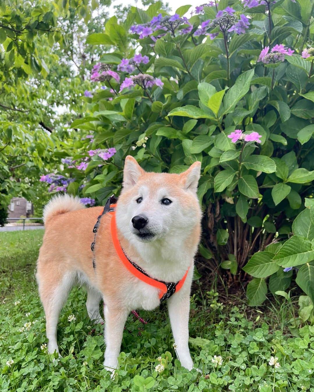 meekooのインスタグラム：「雨あがり💠 昨日の大雨は草花たちにはちょっと刺激的だったかもね🥲 2023.6.3」
