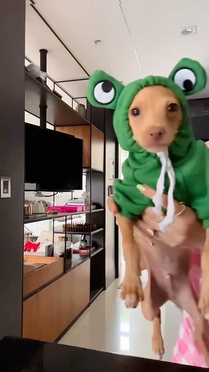 Gabriela Salesのインスタグラム：「Se você não tem beleza nao desbelorize a beleza de BeloClaudionor kkk. Ricomprinhas aleatórias de look pra BeloClau não passar frio, afinal tá sempre coberto de razão (só não quando faz 💩no sofá). E aí, titias? Aprovado o visual? 🦘🐸」