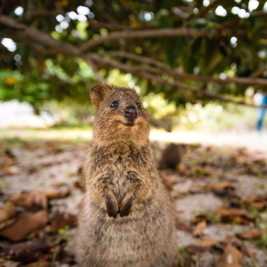 アニマルプラネットさんのインスタグラム写真 - (アニマルプラネットInstagram)「A smiling quokka on Rottnest Island in Western Australia. 🇦🇺  Photo by Damian Lugowski  #Quokka #Australia #Adorable #Animals #Wildlife #WeekendMood」6月3日 6時00分 - animalplanet