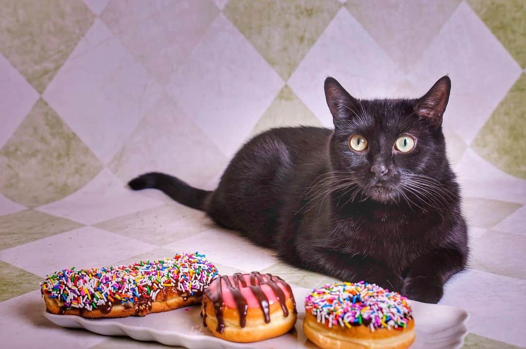 The Cats Of Instagramのインスタグラム：「Happy #NationalDoughnutDay! - @bing_clawsby」