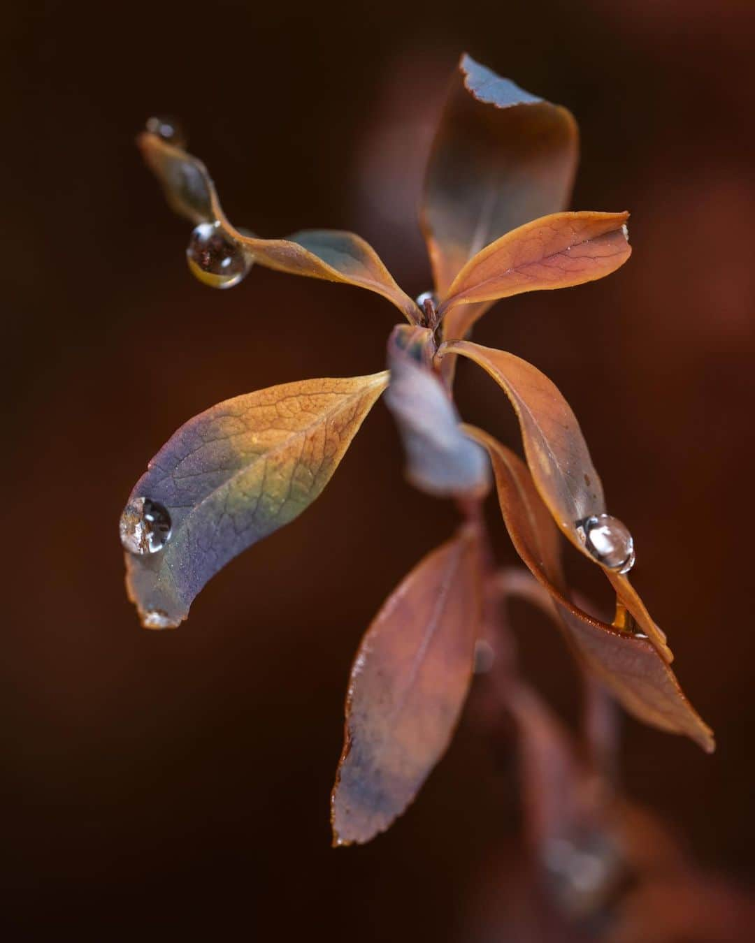 アンジー・ペインのインスタグラム：「I could do what I usually do and overthink my photo selection and caption, but it’s Friday and I’m tired, so I’ll just leaf these right here instead.  • • • #macro #macrophotography」