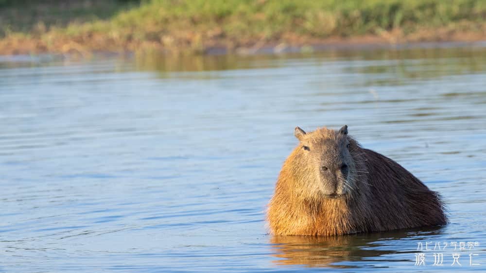 渡辺克仁さんのインスタグラム写真 - (渡辺克仁Instagram)「おはようございます。  #カピバラ #水豚 #capybara #おはよう #パンタナール #野生のカピバラを撮影にブラジルに」6月3日 7時00分 - katsuhito.watanabe