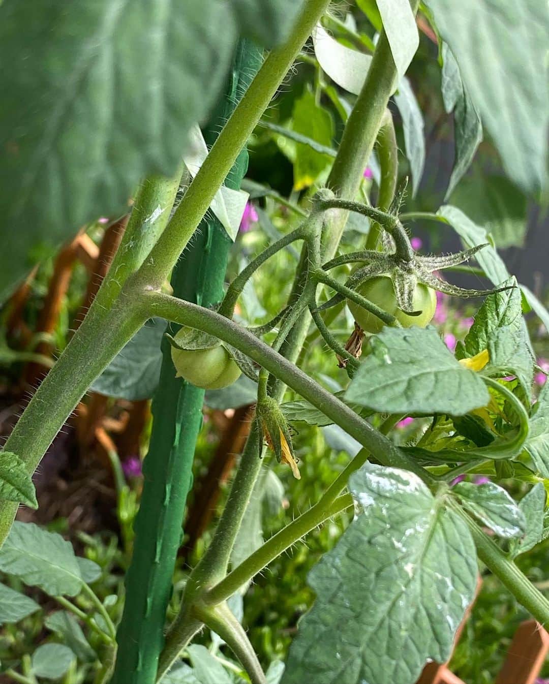 野本かりあさんのインスタグラム写真 - (野本かりあInstagram)「トマトの実が成った❣️ ピーマンも🫑、と思いきや 裏を見たら虫に食べられてた😭 一喜一憂也。 オクラは経過観察中。 皆んな頑張れ‼️ #家庭菜園」6月3日 8時32分 - karianomoto