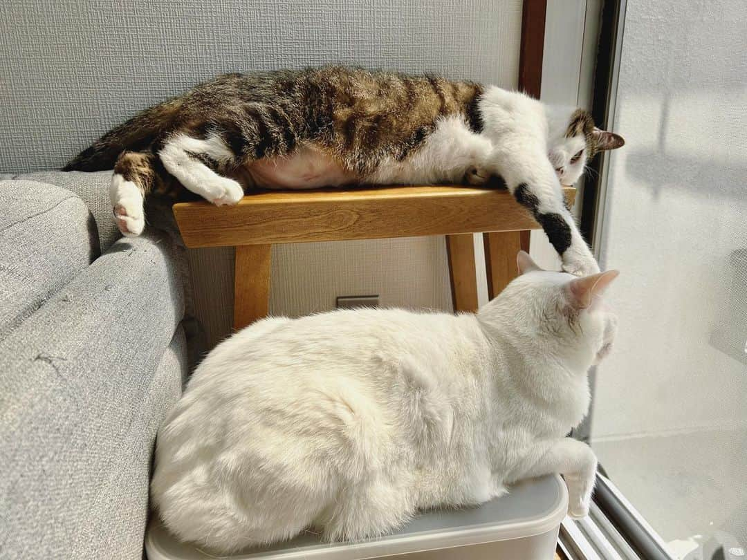 八、おこめのインスタグラム：「台風後の快晴🌞✨ #窓辺の猫 #ひなたぼっこ猫 #八おこめ #ねこ部 #cat #ねこ #猫 #ネコ」