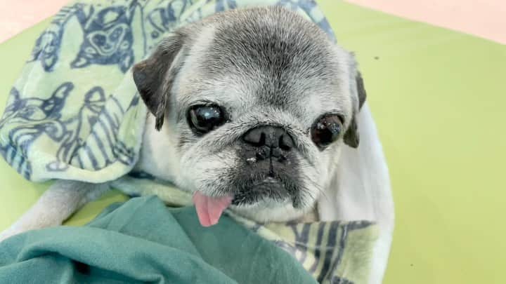 八兵衛のインスタグラム：「Hachibei at 🏥 Jun1,2023 * * クッキーがどこから来るか 待ち構えてるはっちゃん🍪 * * #治療後にもらえるクッキー #欲しすぎて治療中落ち着いていられない #から治療前にもらえる特例制度になったはっちゃん😂 #先生ありがとうございます😂   #ほぼ黒パグ #おじいちゃん犬 #16歳8か月  #pug #puggy #puglife #puglove #petstagram #pugstagram #pugsofinstagram #pugs #dog #八兵衛 #はちべえ」