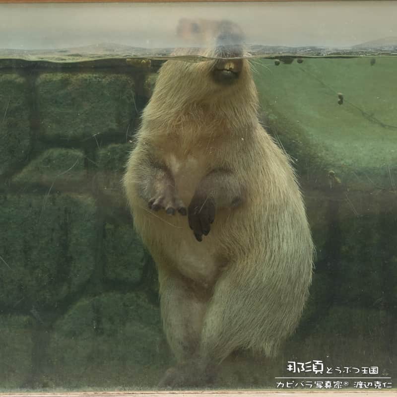 渡辺克仁さんのインスタグラム写真 - (渡辺克仁Instagram)「お風呂も好きだけど、プールも大好き。暑い日は水遊びをする姿も見ることが出来ます。  #カピバラ #水豚 #capybara #那須どうぶつ王国  #可愛い #かわいい #pretty #動物園 #栃木県」6月3日 11時58分 - katsuhito.watanabe
