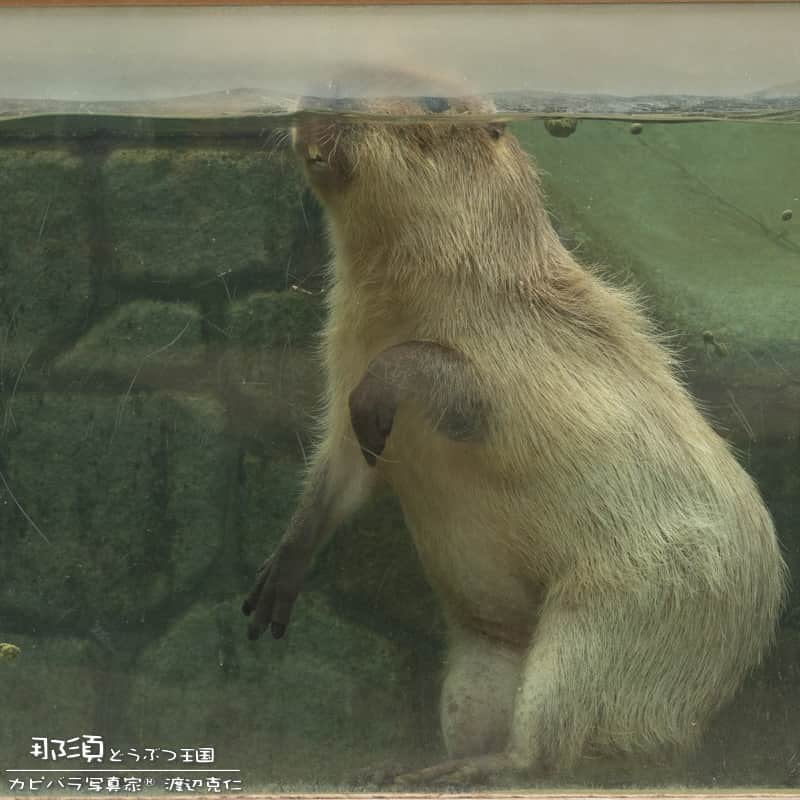 渡辺克仁さんのインスタグラム写真 - (渡辺克仁Instagram)「お風呂も好きだけど、プールも大好き。暑い日は水遊びをする姿も見ることが出来ます。  #カピバラ #水豚 #capybara #那須どうぶつ王国  #可愛い #かわいい #pretty #動物園 #栃木県」6月3日 11時58分 - katsuhito.watanabe