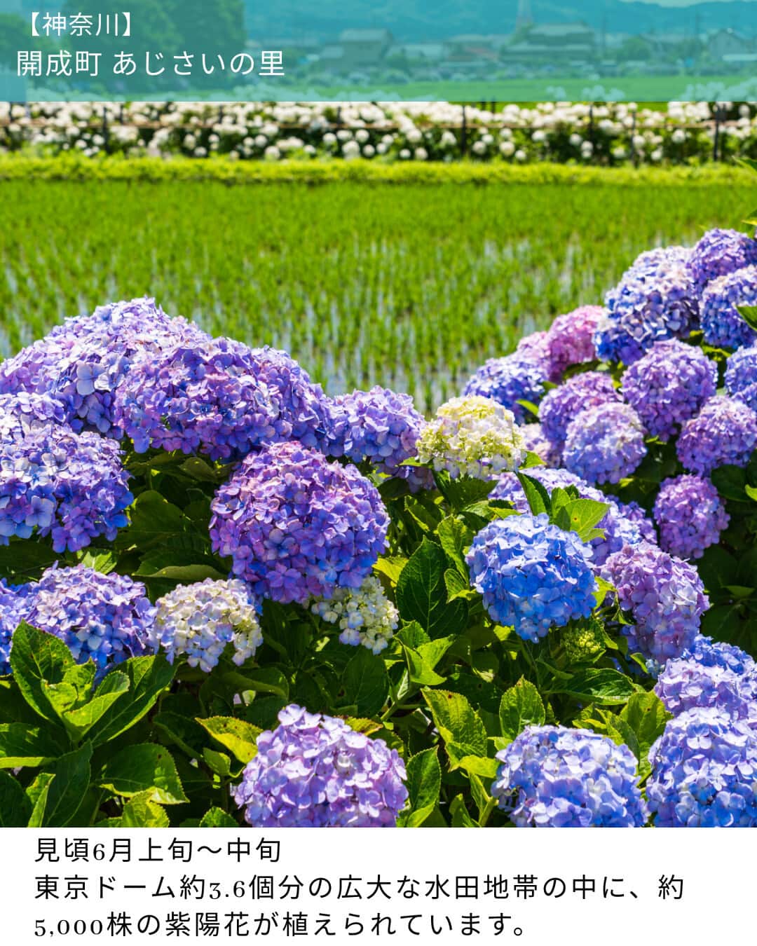 楽天トラベル さんのインスタグラム写真 - (楽天トラベル Instagram)「投稿を保存して見返してね😊 毎日おすすめの観光スポットやホテルを紹介している 楽天トラベル💚 👉@rakutentravel  ーーーーーーーーーーーーー  本日は、関東の紫陽花の名所を紹介します。 桜に比べて紫陽花は見頃の時期が長いので、ずっと楽しめるのもおすすめのポイントです💜  ーーーーーーーーーーーーー  1　開成町 あじさいの里 2　太平山神社　表参道（あじさい坂） 3　幸手権現堂堤（さってごんげんどうづつみ） 4　高幡不動尊金剛寺（たかはたふどうそんこんごうじ） 5　白山神社（はくさんじんじゃ） 6　長谷寺  ーーーーーーーーーーーーー  #rakutentravel をつけて投稿してくだされば、 あなたの撮った写真が楽天トラベルアカウントに掲載されるかも👀  トレンドから定番まで、来週のワクワクを叶える楽天トラベルの旅マガジン👜💕楽天トラベルをフォローして理想の旅をみつけてね🛫@rakutentravel  今までの旅行の体験談や感想など コメントに書いてね✏  ーーーーーーーーーーーーー」6月3日 18時00分 - rakutentravel