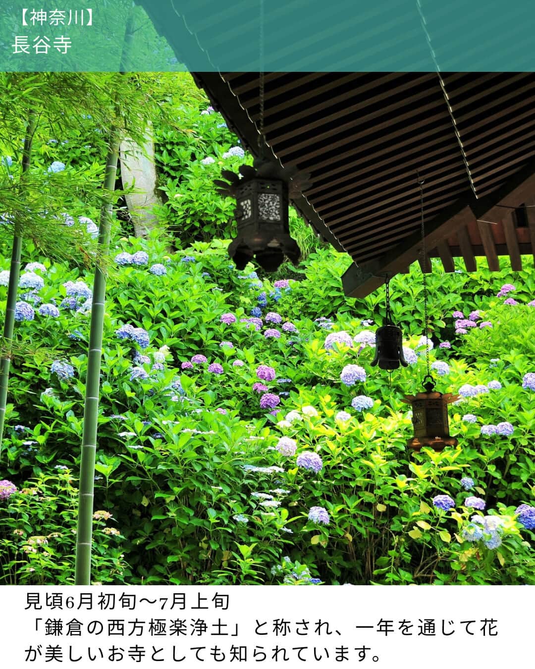 楽天トラベル さんのインスタグラム写真 - (楽天トラベル Instagram)「投稿を保存して見返してね😊 毎日おすすめの観光スポットやホテルを紹介している 楽天トラベル💚 👉@rakutentravel  ーーーーーーーーーーーーー  本日は、関東の紫陽花の名所を紹介します。 桜に比べて紫陽花は見頃の時期が長いので、ずっと楽しめるのもおすすめのポイントです💜  ーーーーーーーーーーーーー  1　開成町 あじさいの里 2　太平山神社　表参道（あじさい坂） 3　幸手権現堂堤（さってごんげんどうづつみ） 4　高幡不動尊金剛寺（たかはたふどうそんこんごうじ） 5　白山神社（はくさんじんじゃ） 6　長谷寺  ーーーーーーーーーーーーー  #rakutentravel をつけて投稿してくだされば、 あなたの撮った写真が楽天トラベルアカウントに掲載されるかも👀  トレンドから定番まで、来週のワクワクを叶える楽天トラベルの旅マガジン👜💕楽天トラベルをフォローして理想の旅をみつけてね🛫@rakutentravel  今までの旅行の体験談や感想など コメントに書いてね✏  ーーーーーーーーーーーーー」6月3日 18時00分 - rakutentravel