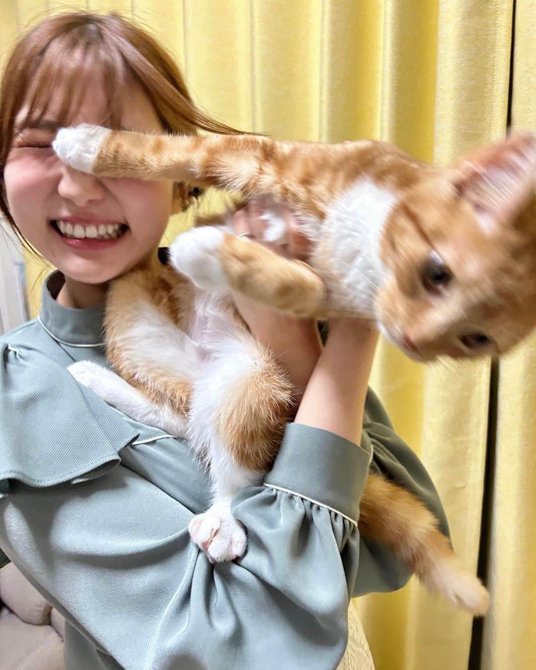 山﨑加奈さんのインスタグラム写真 - (山﨑加奈Instagram)「・ 昨日6月2日は"むにの日"🐈💖 半年が過ぎて、体も態度も大きくなってるむにさん🙌🏻 今日も相変わらず顔殴ってきたけど愛おしさは日々増してます🥰 いつも幸せな時間をありがとう🥹 ・ #6月2日  #むにの日 #スコティッシュフォールド  #立ち耳スコ #子猫 #ねこのいる生活 #ねこすたぐらむ #ねこばか部 #🐈」6月3日 21時46分 - kana_yamazaki_sbs