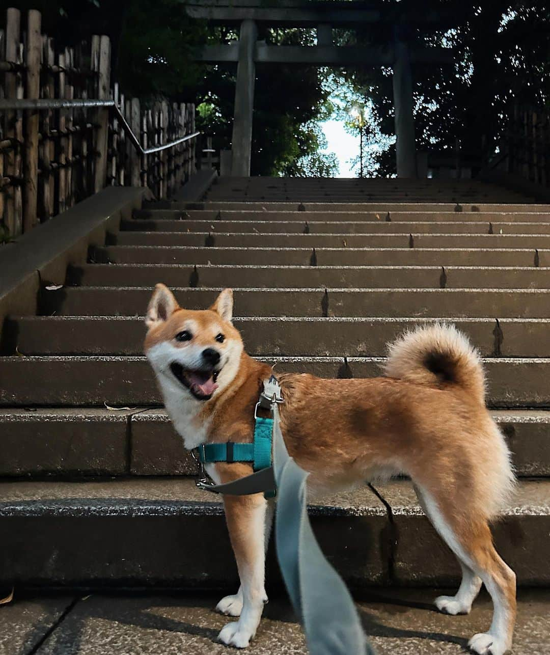 ナスチャさんのインスタグラム写真 - (ナスチャInstagram)「shiba in the temple 🥹 missed hime chan so much ✨」6月3日 22時05分 - kiker_chan